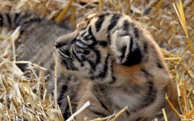 Bioparco: Tigre di Sumatra