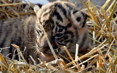 Bioparco: Tigre di Sumatra