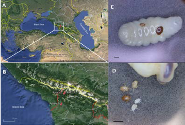 Apicoltura: individuato acaro orientale in Georgia