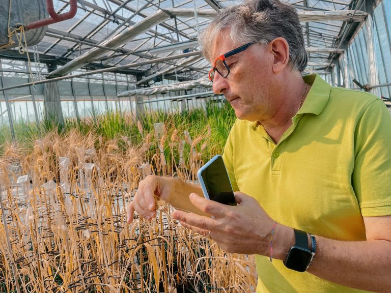 Intelligenza Artificiale in agricoltura: CREA e Microsoft insieme per decodificare il DNA di tutte le varietà di grano duro del pianeta. Obiettivo nuove varietà sostenibili e resilienti