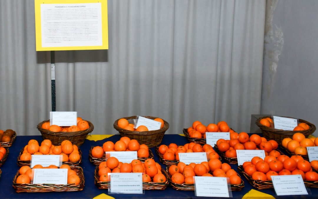 Agrumicoltura: la ricerca del CREA fra tradizione, innovazione varietale e tecnologica
