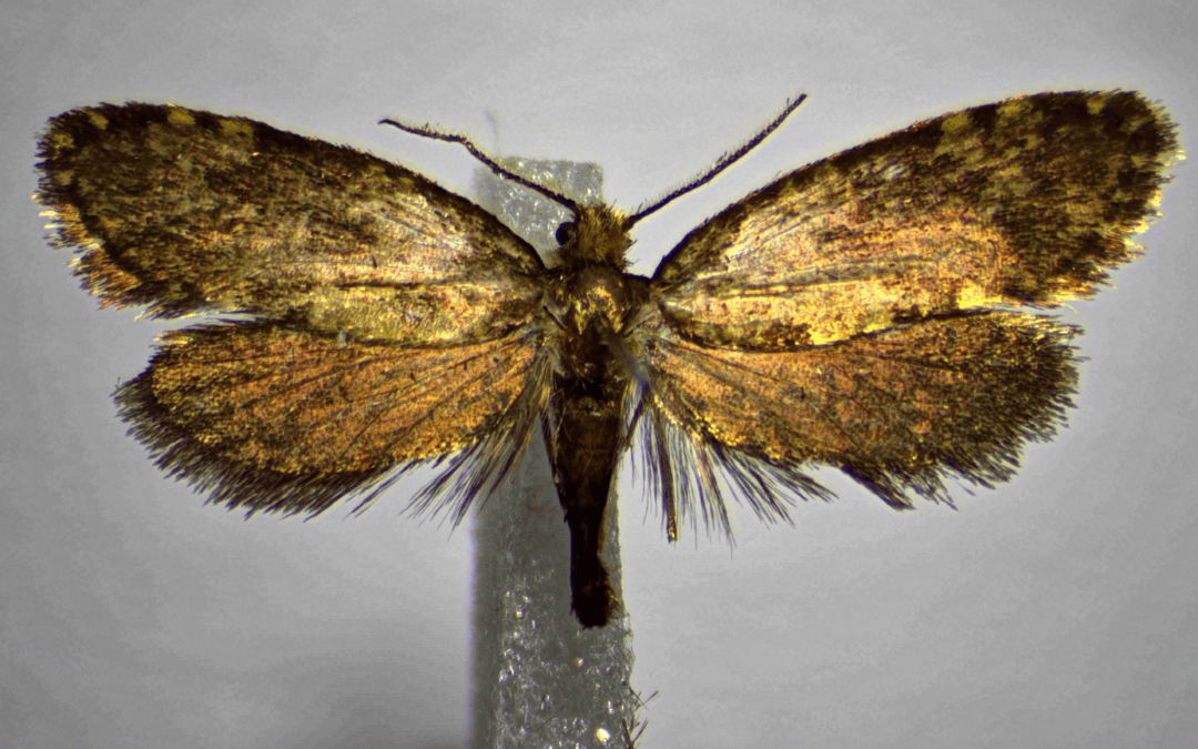 Biodiversità: nuova specie di farfalla scoperta dal CREA in Calabria e dedicata a Giulio Regeni