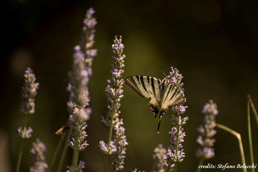 Biodiversità Urbana del Comune di Arezzo: al via il progetto IDEAr