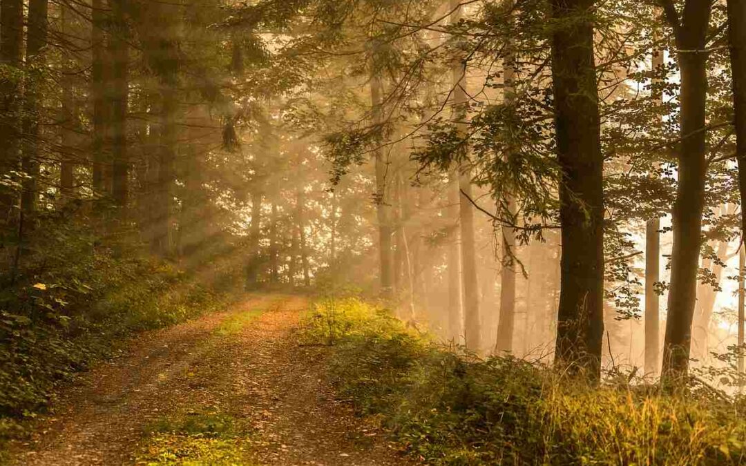 Crediti di Carbonio forestali: al via il Registro Nazionale affidato al CREA
